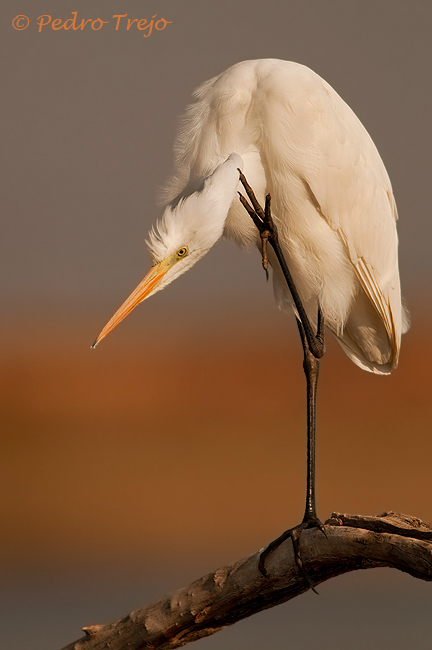 Garceta grande (Egretta alba)